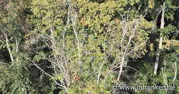 Bamberg: So brutal ist der Klimawandel für die Bäume im Hain