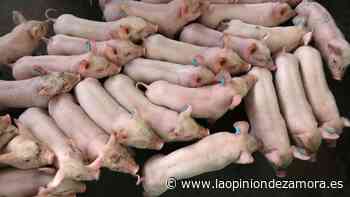 Lonja de Zamora: suben los productos ganaderos - La Opinión de Zamora