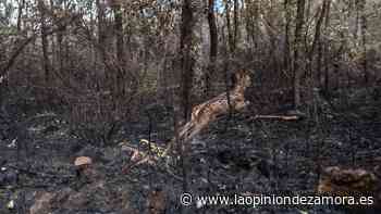 La Junta flexibiliza las condiciones de la extracción de madera y anuncia 4 millones de euros para ayuntamientos - La Opinión de Zamora