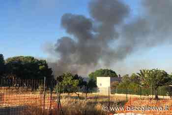 Incendio fra Bisceglie e Trani, a poca distanza dal Ponte Lama - BisceglieViva