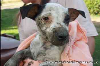 Missing puppy rescued by firefighters after falling down a well in Wakefield - Wakefield Express