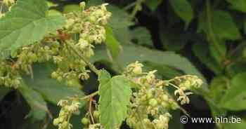 Verwijder mannelijke hoppescheuten: “Zeer nadelig effect op bier” - Het Laatste Nieuws