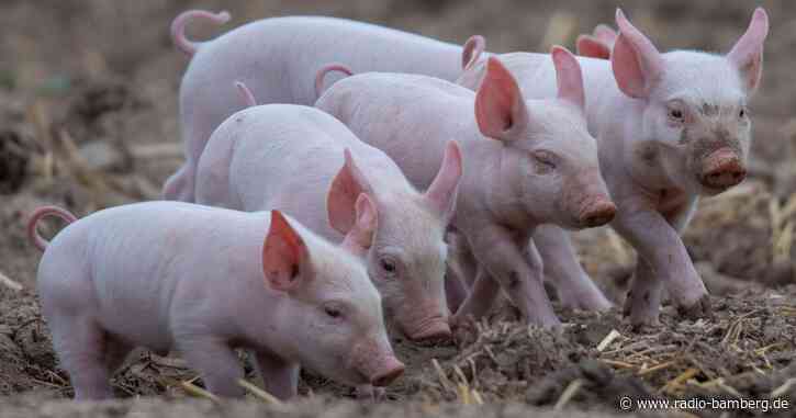 Schweinetransporter kippt in Bayern um – 700 Tiere tot