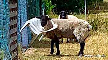Schaf verfängt sich in Gartenstuhl und läuft durch Northeim - NDR.de