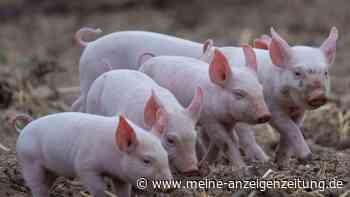 Schweinetransporter kippt in Bayern um - 700 Tiere tot