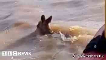 Australia floods: Kangaroo rescued from deep water