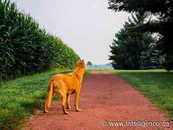 Farmgate: Wandering nuisance canine's outcome could have been fatal - The Intelligencer