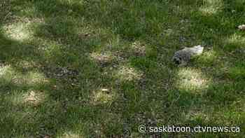 'There has been a lot of bodies': Dead ground squirrels dot University of Sask. campus