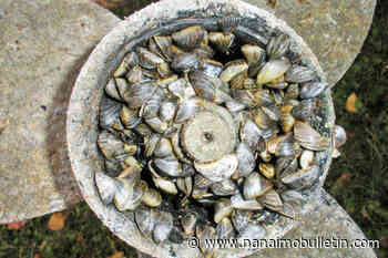 B.C. boaters reminded to be vigilant on invasive plants, animals after historic mussel barge bust