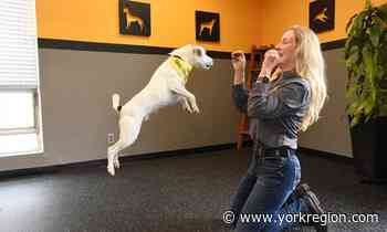 Owner of Markham-based dog daycare shares her top 5 canine care tips - yorkregion.com