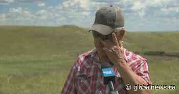 ‘$80,000 to $100,000 loss’: Lighting kills 28 cattle on southwest Sask. ranch