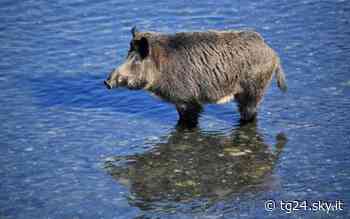 Genova, donna morsa da un cinghiale in spiaggia a Voltri - Sky Tg24