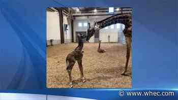 Second baby giraffe born at Seneca Park Zoo