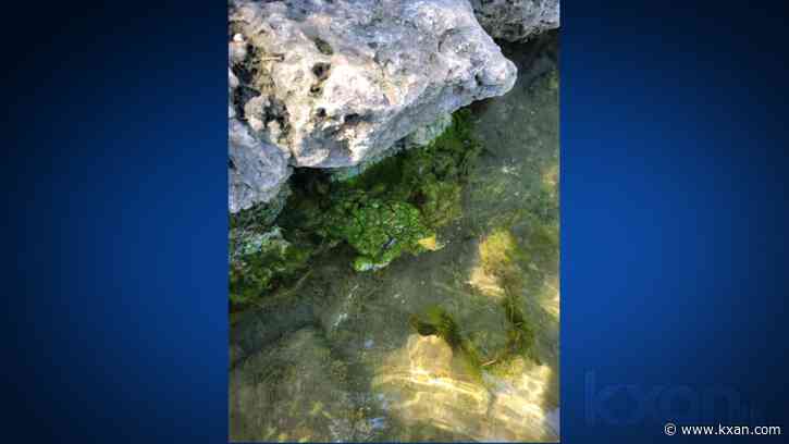 Dog dies at Barking Springs, possibly from toxic algae exposure