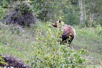 Relocation of grizzly bear from Canmore draws reaction - Rocky Mountain Outlook - Bow Valley News