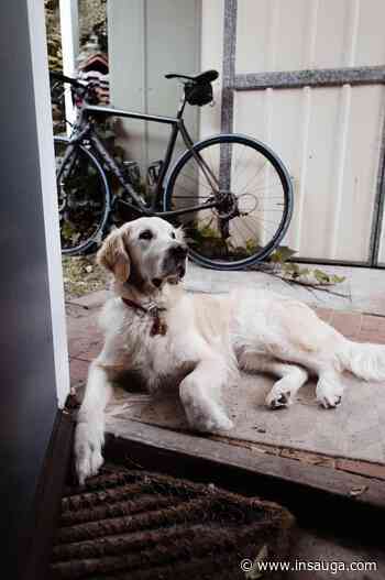 Failing to clean up after pets in Milton could result in hefty fine | inHalton - insauga.com