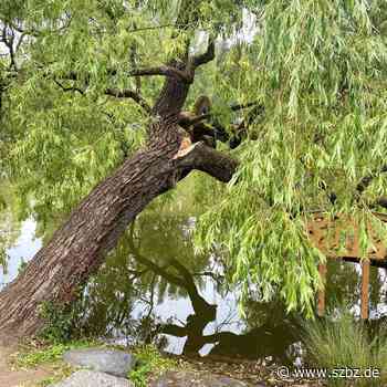 Sindelfingen: Hängeweide am Klostersee wird gefällt - Sindelfinger Zeitung / Böblinger Zeitung