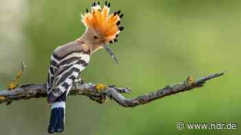 Retzower Heide: Wiedehopf kehrt nach MV zurück - NDR.de