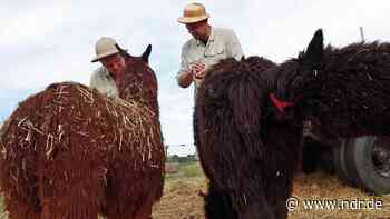 Auf zur Safari - in der Lüneburger Heide - NDR.de