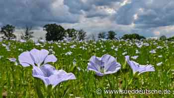 Agrar - Märkische Heide - Lausitzer Landwirte bauen mehr Öllein an - Wirtschaft - Süddeutsche Zeitung - SZ.de