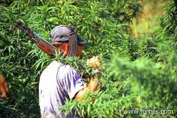 Albania May Legalize Export-Only Medical Cannabis And Industrial Hemp - Forbes