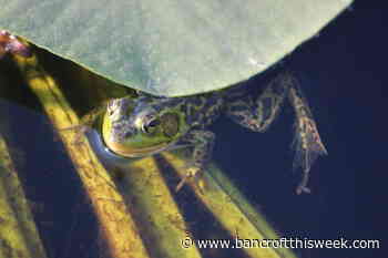 Ginowaydaganuc in the garden | Bancroft this Week - Bancroft This Week