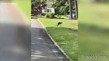 Wallaby seen wandering around North Carolina neighborhood