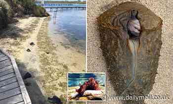 Locals puzzled by 'alien'-like creature that washed up on a Sydney beach - Daily Mail