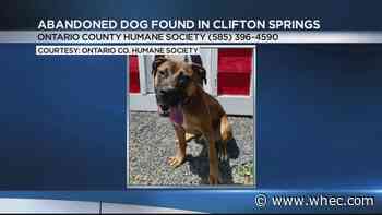 Who abandoned this dog?