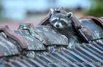 Wenn putzige Gesellen zum nervigen Alptraum werden - Mannheim - Nachrichten und Informationen - Mannheimer Morgen