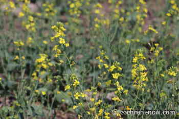 Disease issues a concern for farmers - CochraneNow.com