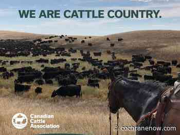 CCA rebrands as Canadian Cattle Association - CochraneNow.com