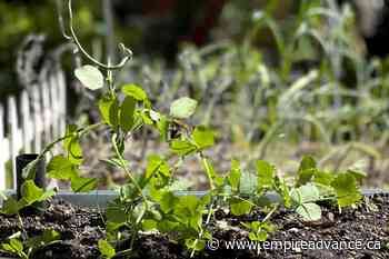 Gardening: How to plan now for cold-season crops - Virden Empire Advance