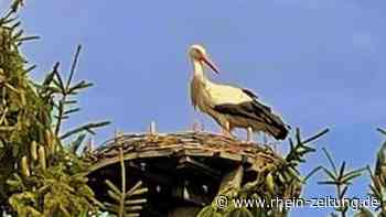 Storchenpaar ist in Limbach eingezogen: Bau eines künstlichen Nests hat sich gelohnt - Rhein-Zeitung