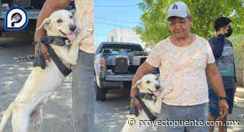 Continúan jornadas de salud integral para mascotas en Hermosillo; llevan esterilizaciones, vacunas y baños antigarrapatas - Proyecto Puente