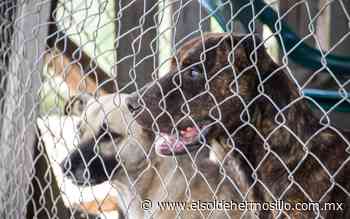 Animaleros y Salud se unirán para combatir rickettsia - El Sol de Hermosillo