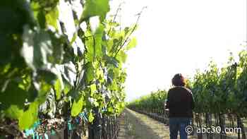Family-owned J. Lohr Vineyards & Wines continues its legacy of sustainability