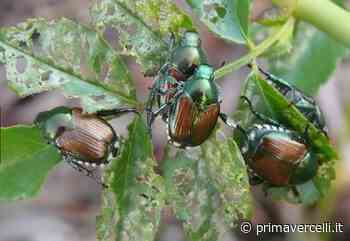 La Popillia minaccia anche le coltivazioni del vercellese - Prima Vercelli