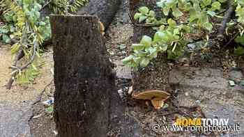 Lettori  - Povera via Livorno