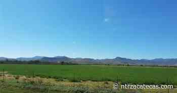 Prevén decremento de 50% en cosechas de Fresnillo - NTR Zacatecas .com