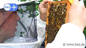 Bienen aus Springe in Hemmingen: Neues Projekt an der KGS - HAZ