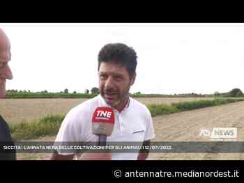VIGONZA | SICCITA’: L’ANNATA NERA DELLE COLTIVAZIONI PER GLI ANIMALI - ANTENNA TRE
