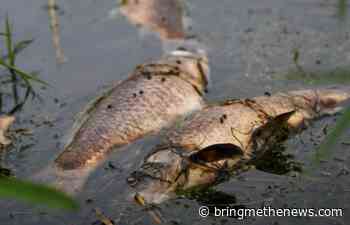 Herpes virus kills at least 1,000 carp in southern Minnesota lake - Bring Me The News
