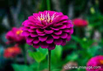 Whitby Garden Tour is this Saturday and it's free | inDurham - insauga.com