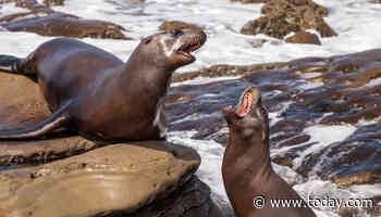 Video shows sea lions chasing beachgoers at California's La Jolla Cove