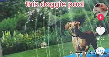 Paw-fect bargain heatwave dog swimming pool available in Dealz - Dublin Live