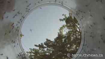 West Nile Virus prevention program underway in Barrie - CTV News Barrie