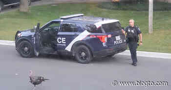 Hilarious video shows wild turkey taunting Barrie police in absurd cop chase - blogTO