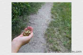 Discovery of tacks on south-end trail 'very disturbing' - BarrieToday