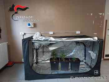 Vimercate, scoperta serra di marijuana - Monza in Diretta
